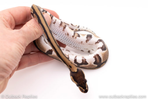 Dinker Africa Import ball python for sale