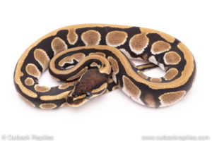 Dinker Africa Import ball python for sale