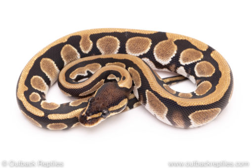 Dinker Africa Import ball python for sale