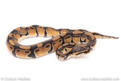 Dinker Africa Import ball python for sale