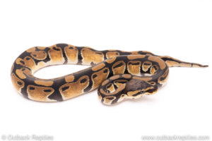 Dinker Africa Import ball python for sale
