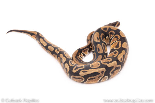 Dinker Africa Import ball python for sale