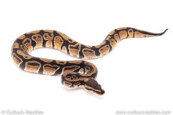 Dinker Africa Import ball python for sale
