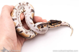 Dinker Africa Import ball python for sale