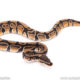 Dinker Africa Import ball python for sale