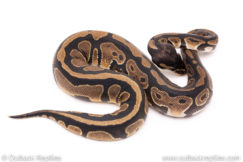 Dinker Africa Import ball python for sale