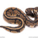 Dinker Africa Import ball python for sale