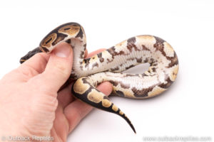 Dinker Africa Import ball python for sale