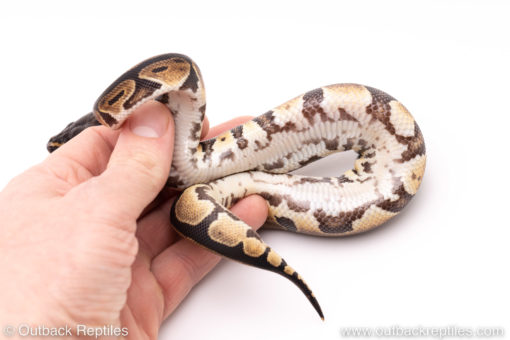 Dinker Africa Import ball python for sale