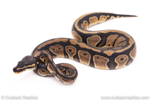Dinker Africa Import ball python for sale