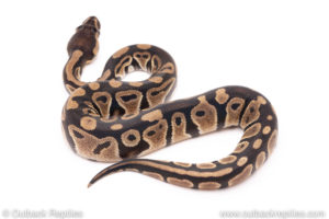 Dinker Africa Import ball python for sale