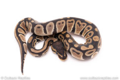 Dinker Africa Import ball python for sale