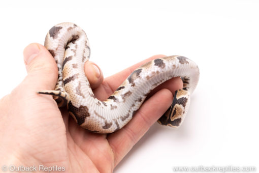 Dinker Africa Import ball python for sale