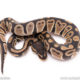 Dinker Africa Import ball python for sale
