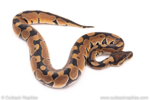 Dinker Africa Import ball python for sale