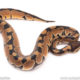Dinker Africa Import ball python for sale