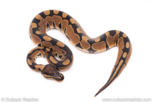 Dinker Africa Import ball python for sale