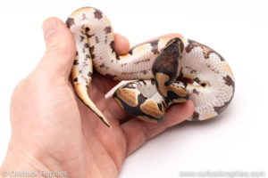Dinker Africa Import ball python for sale