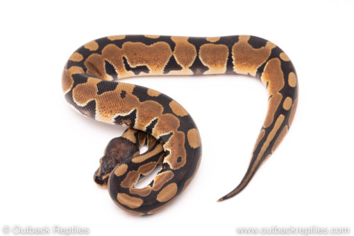 Dinker Africa Import ball python for sale