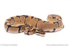 Dinker Africa Import ball python for sale