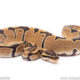 Dinker Africa Import ball python for sale