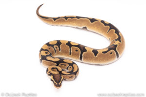 Dinker Africa Import ball python for sale