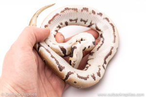 Dinker Africa Import ball python for sale
