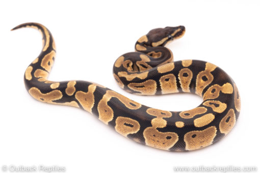 Dinker Africa Import ball python for sale