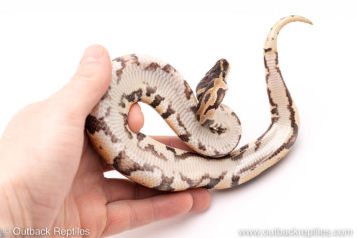 Dinker Africa Import ball python for sale