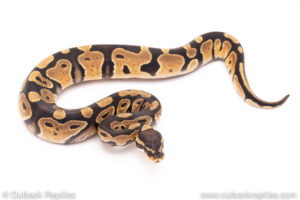 Dinker Africa Import ball python for sale