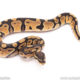 Dinker Africa Import ball python for sale
