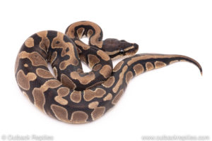 Dinker Africa Import ball python for sale