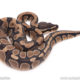 Dinker Africa Import ball python for sale