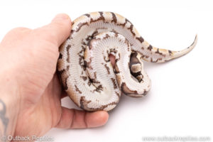 Dinker Africa Import ball python for sale