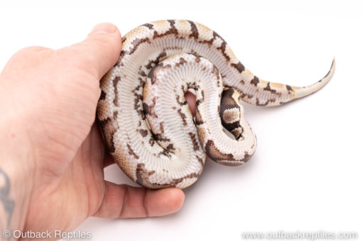 Dinker Africa Import ball python for sale