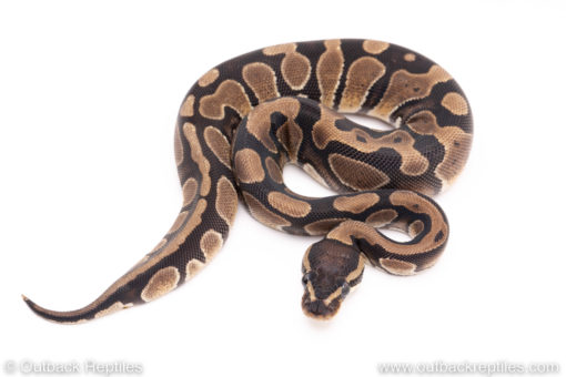 Dinker Africa Import ball python for sale