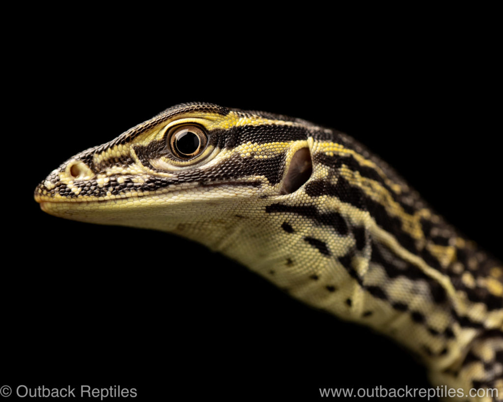 Argus Monitore - Reptile Photography tutorial