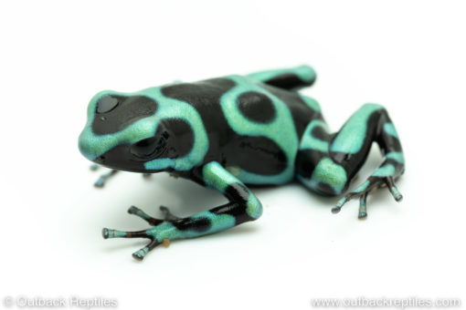 Auratus poison dart frog for sale