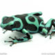 Auratus poison dart frog for sale