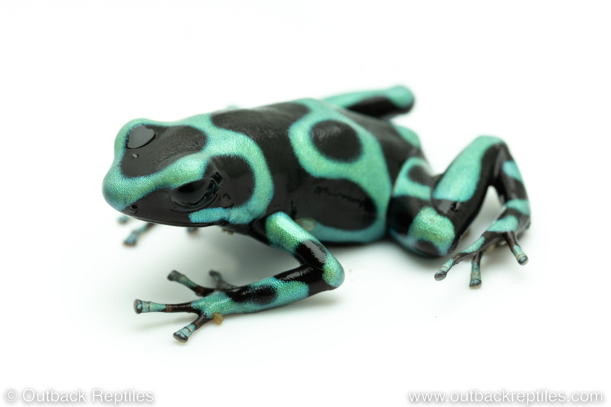 Arrow Frogs for Sale, Dendrobates sp.