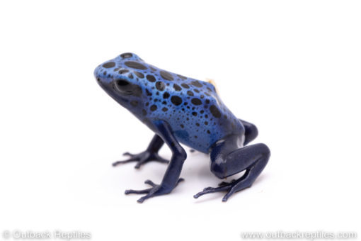 azureus poison dart frog for sale