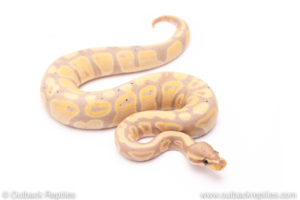 Banana het pied ball python for sale