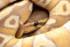 Ball Python care guide