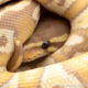Ball Python care guide