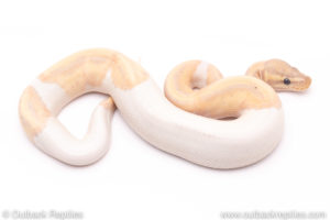 Banana Pied ball python for sale