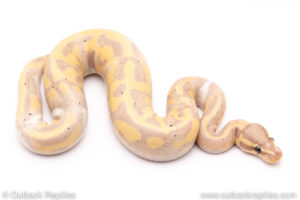 Banana Pied ball python for sale