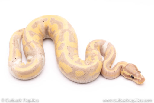 Banana Pied ball python for sale