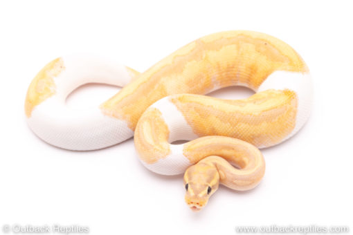 Banana Pied ball python for sale