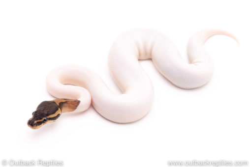Black Pastel Pied ball python for sale