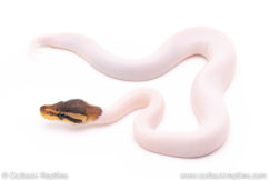 black pastel pied ball python for sale